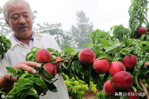 桃樹種植|【種桃樹】從核果到果香滿枝頭：親手種植桃樹的完整指南！